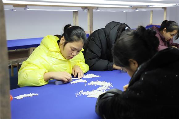 女工挑選并分類珍珠。特約通訊員 鄧小強 攝