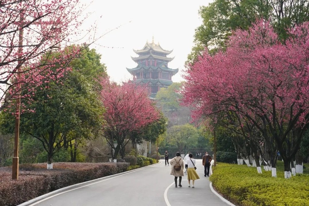 鸿恩寺公园红梅盛开。鸿恩寺公园供图