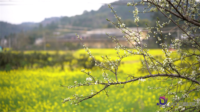 油菜花