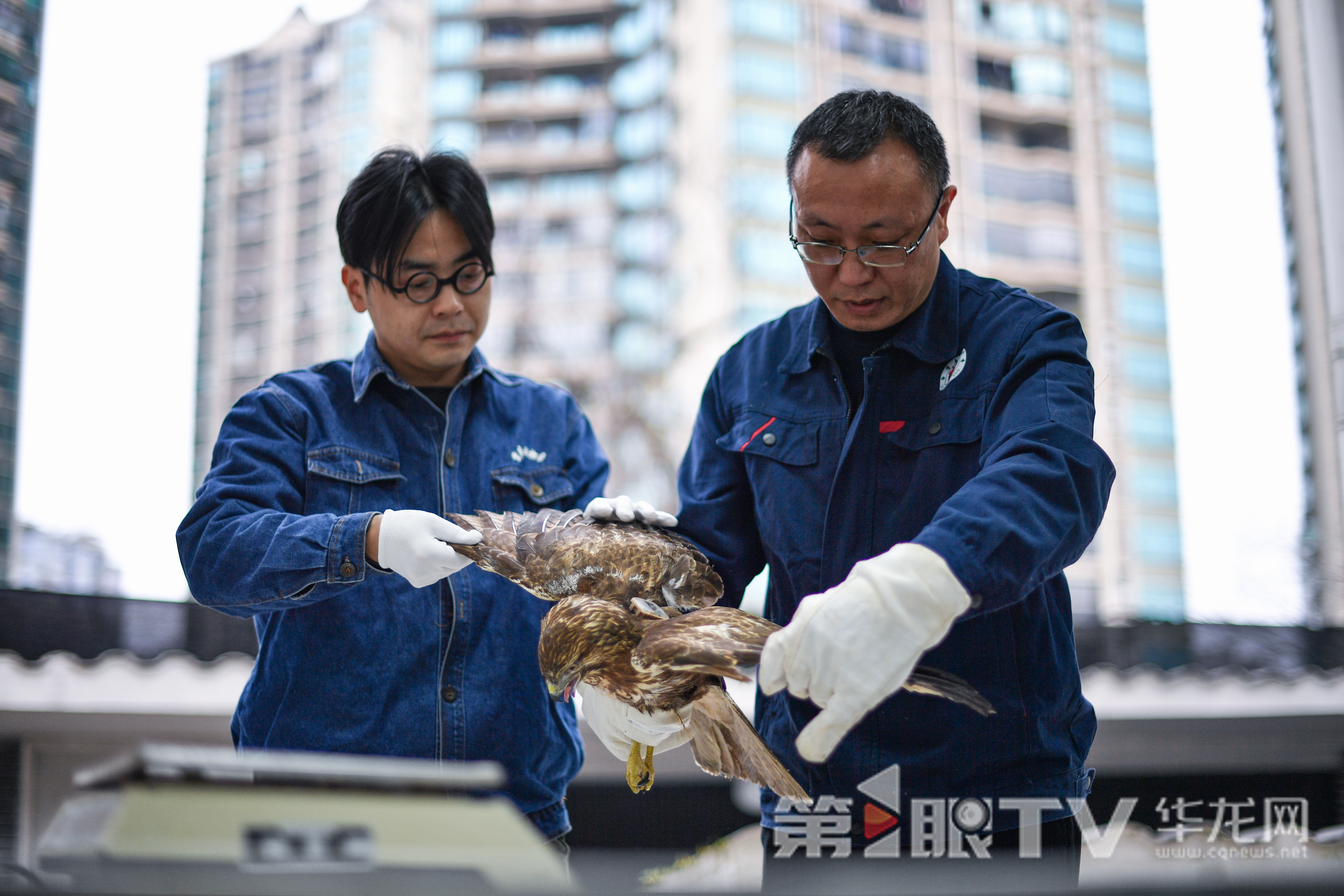 重庆动物园野生动物救护中心兽医为放归猛禽做检查。第1眼TV-华龙网记者 李一鸣 摄