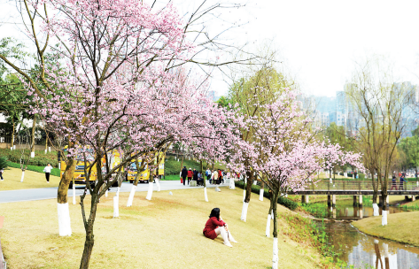 Muxian Lake Park: A beautiful spring scene with pink flowers and green grass 