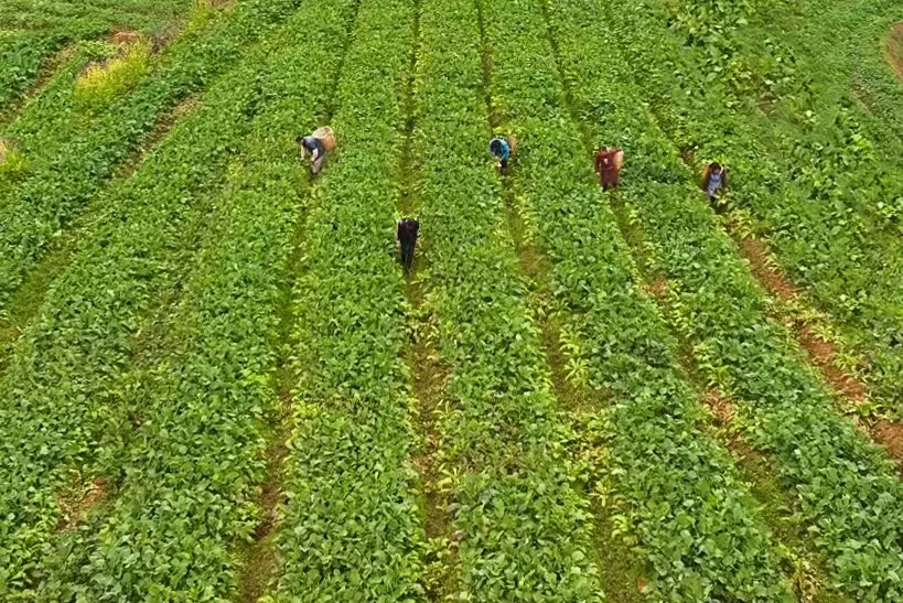 国家级实验室的到来，让潼南油菜种植品质更高。潼南区融媒体中心供图