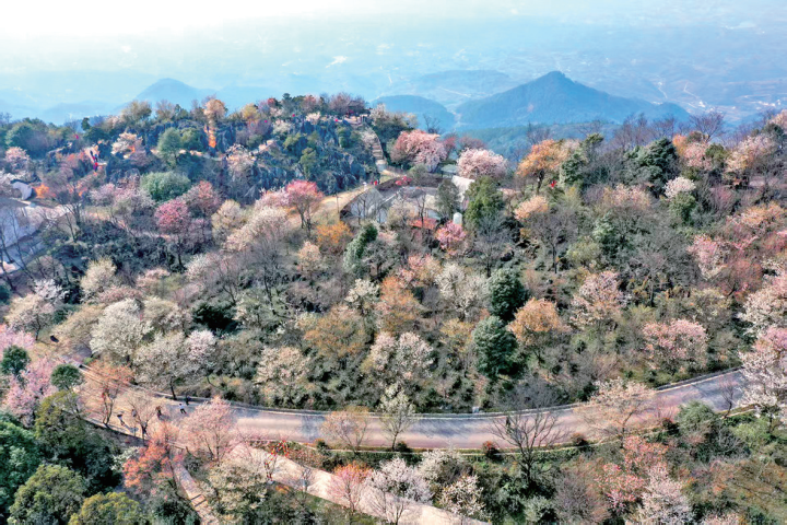 漫山遍野的樱花是春天最浪漫的色彩。记者 任天驹 摄