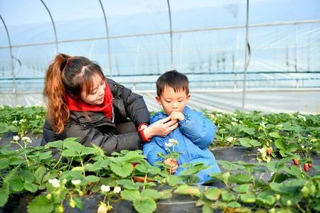 通惠街道林碧阳光草莓农场，家长和孩子一起品尝新鲜草莓。资料图