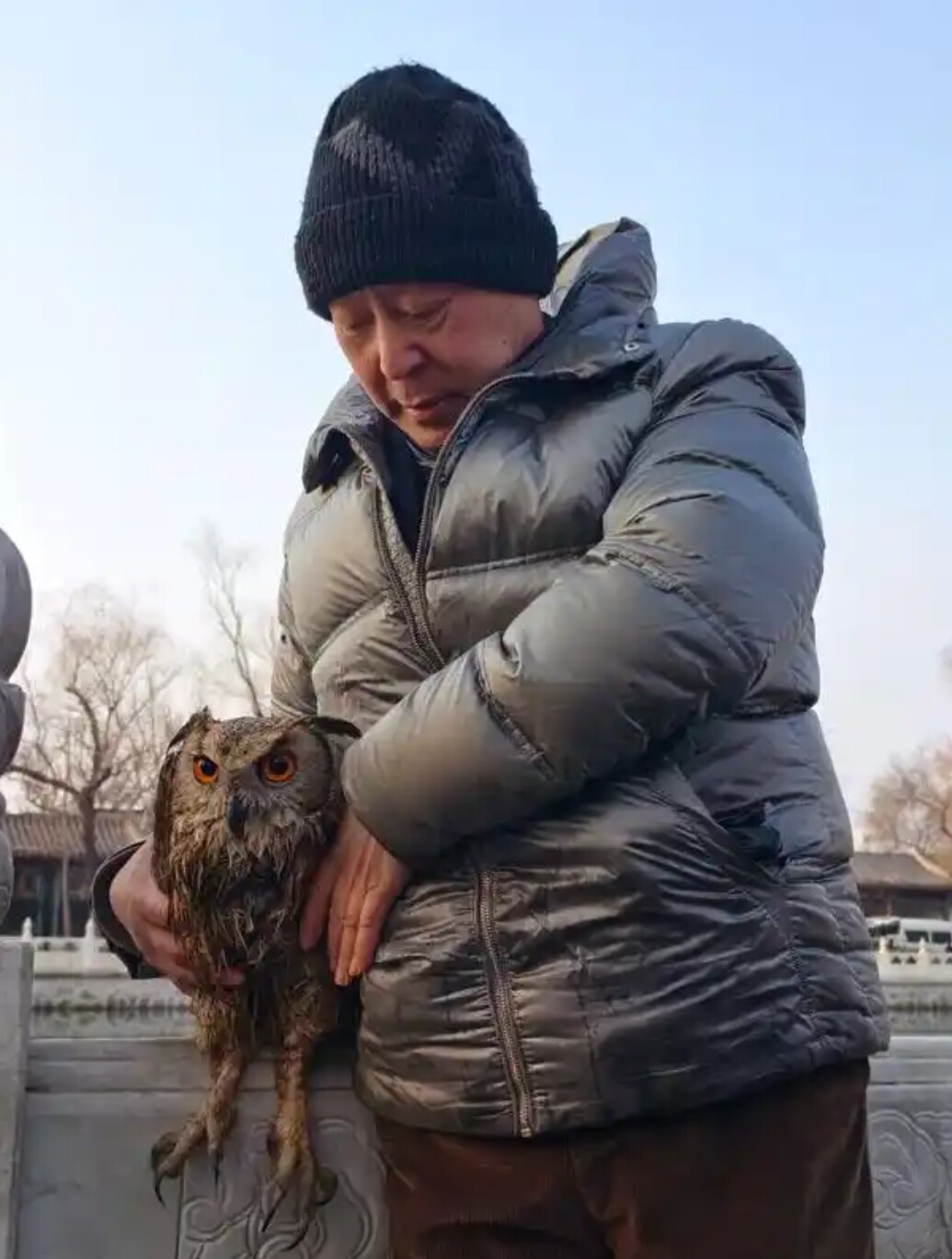 太丢鸟脸了吧！被乌鸦围攻，北京什刹海有只猫头鹰在“蝶泳”