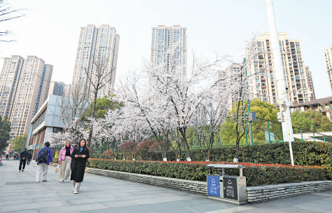 Longtousi Park: Cherry blossoms in full bloom