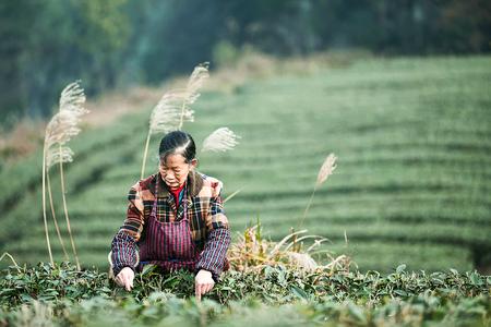 石角茶园春色。记者 郭又嘉 摄