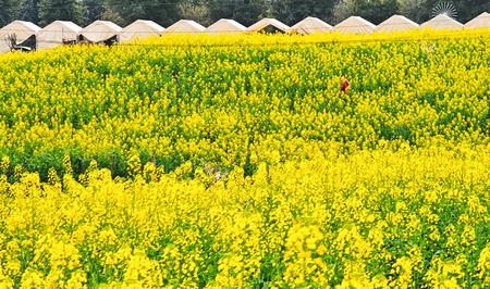 通惠街道登瀛社区油菜花盛开，吸引不少市民前来观赏。 特约通讯员 陈宗武 摄