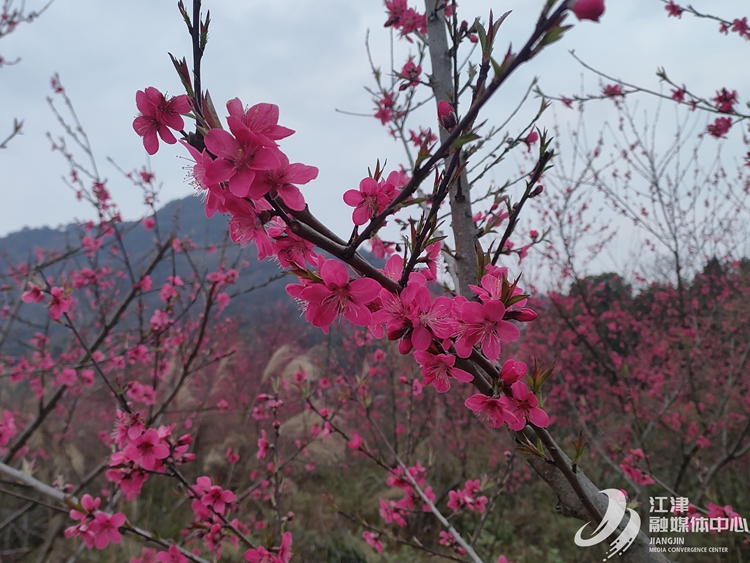 桃花盛开。