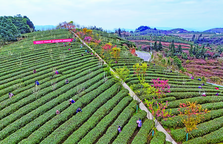 新农村茶山上采茶忙。通讯员 黄波 摄