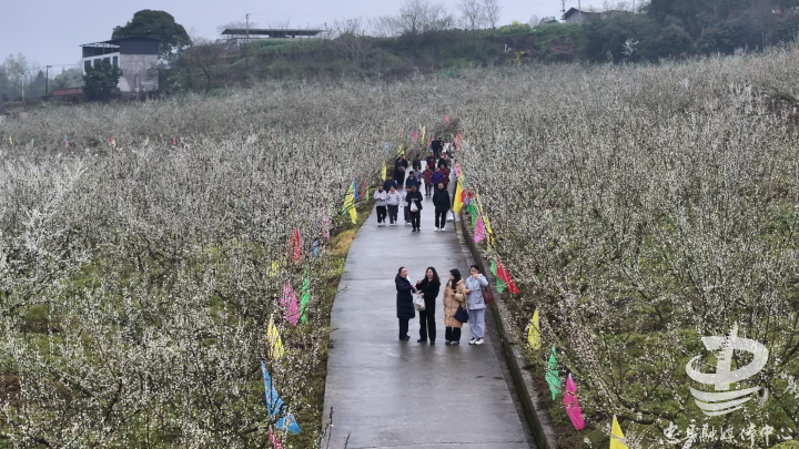 游客徜徉花海。记者 刘超 摄