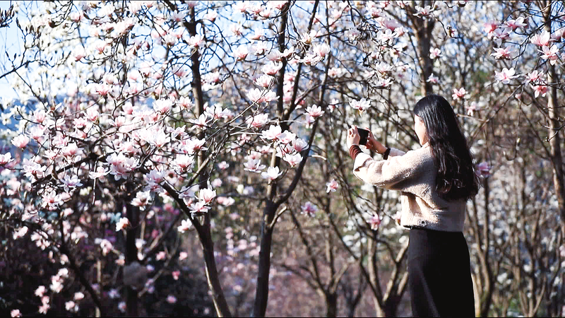 市民在赏花。