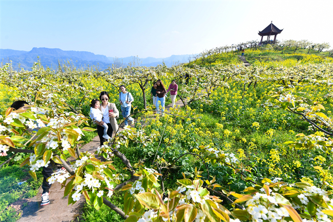 綦江梨花山满山梨花引得游客驻足。綦江区融媒体中心供图