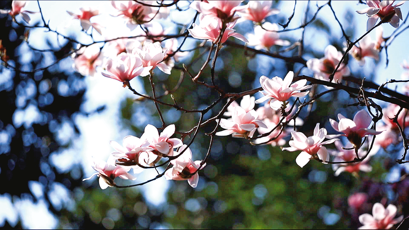 玉兰花盛开。