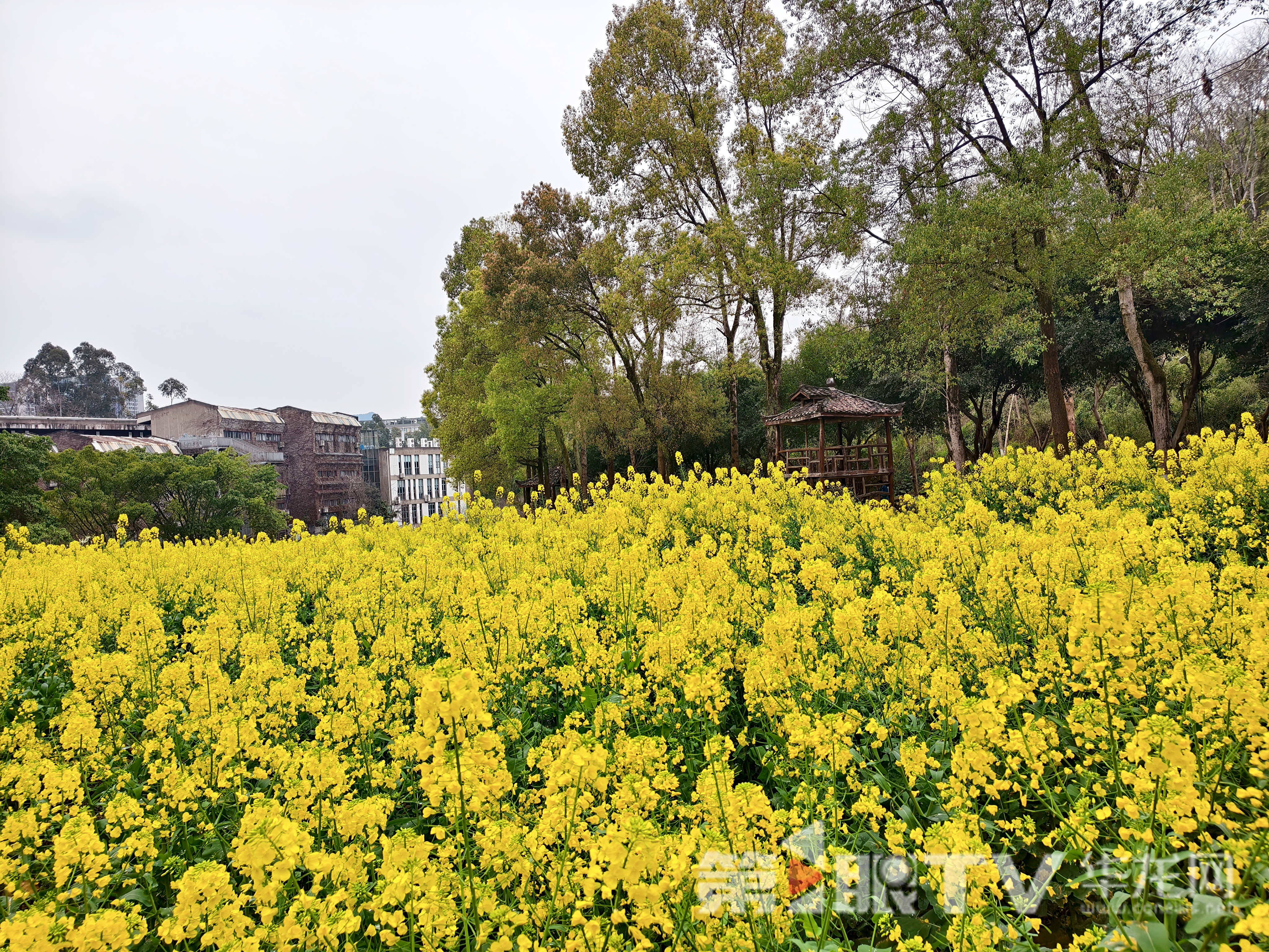 四川美术学院油菜花田。记者 林楠 摄