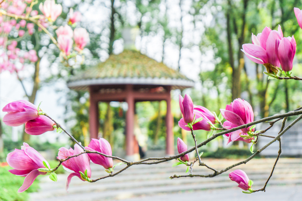 西南大学校园景色。西南大学供图