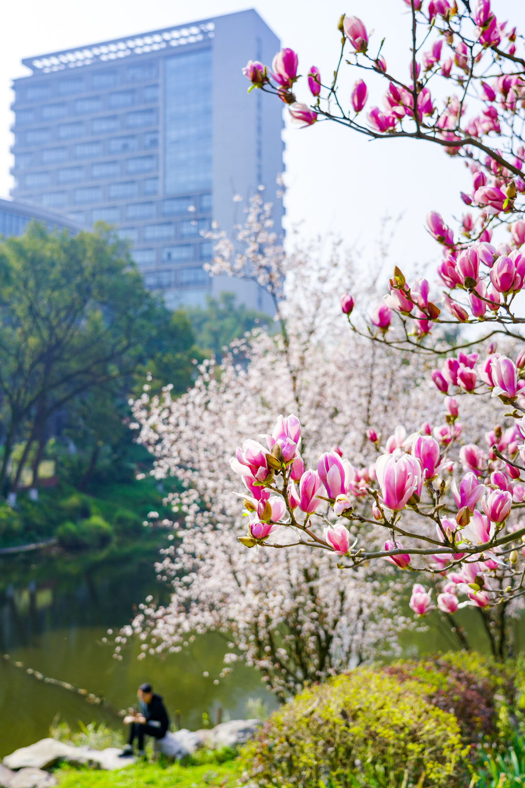 西南大学校园花开美景。西南大学供图