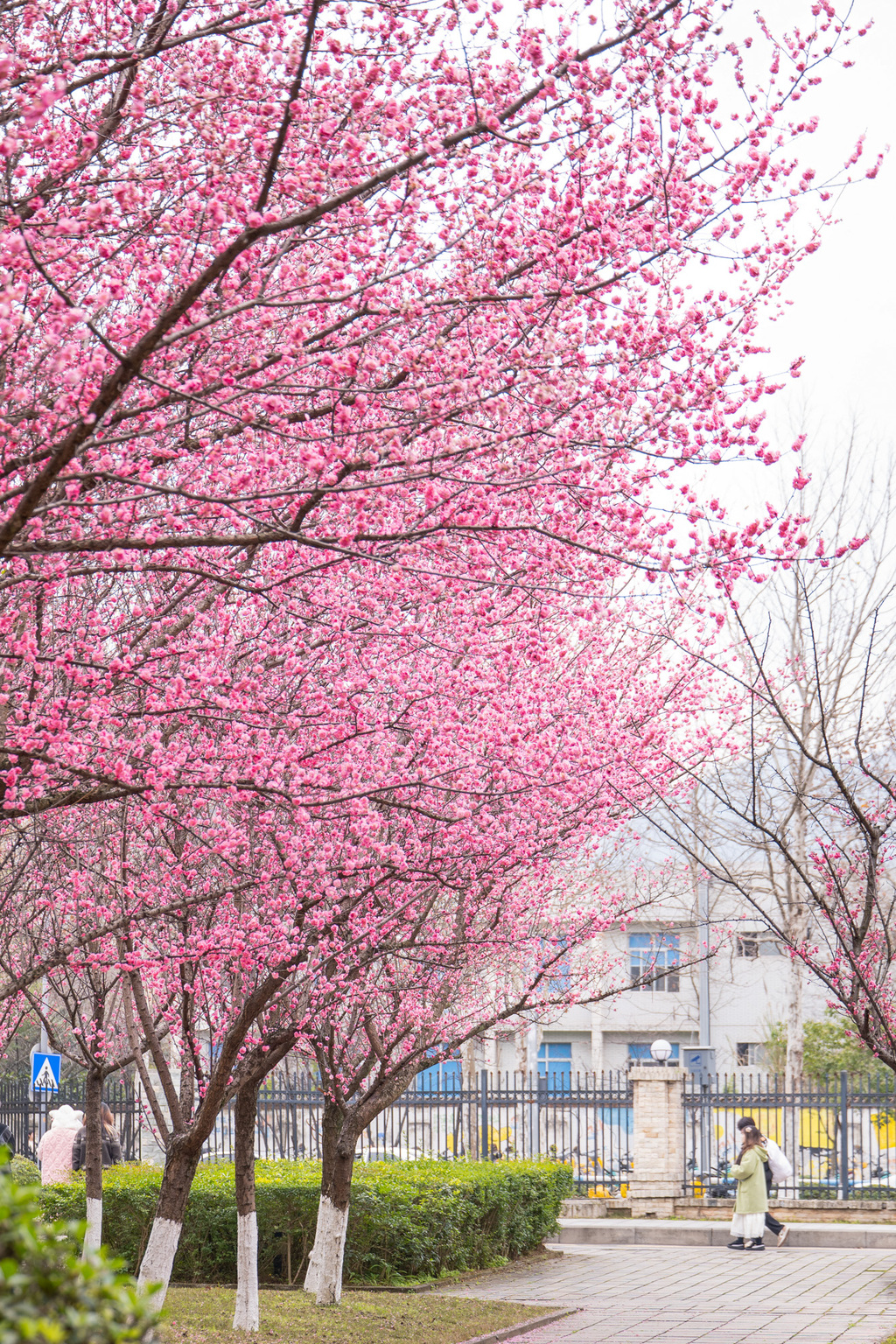 重庆大学花景。重庆大学供图