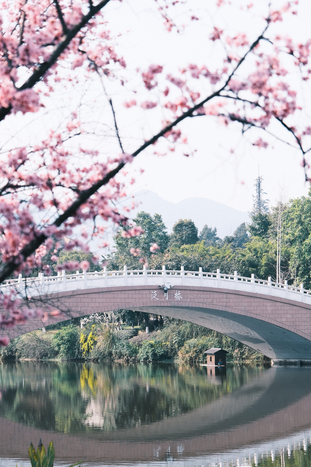 重庆师范大学泛月桥梅花正盛。通讯员 李睿希 摄