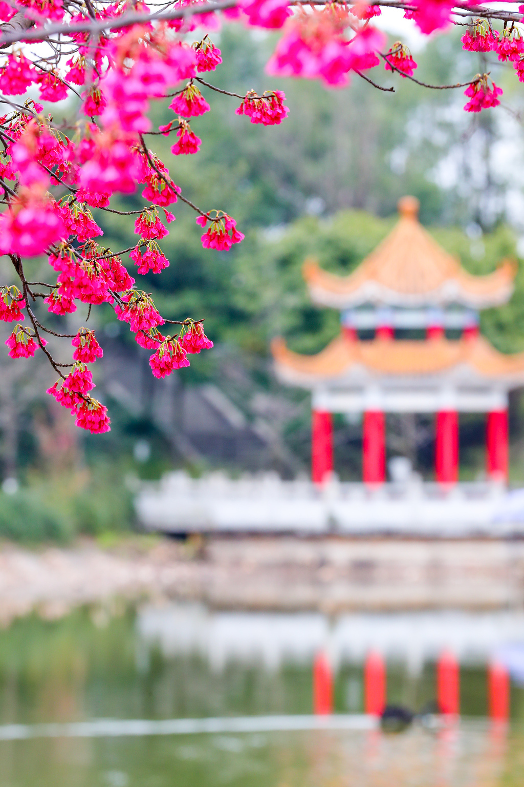 西南政法大学美景。西南政法大学供图