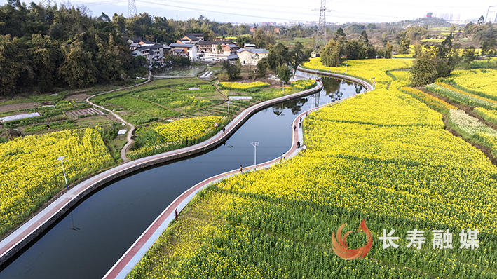 新市街道纳溪河畔油菜花海。特约记者 廖涛 摄