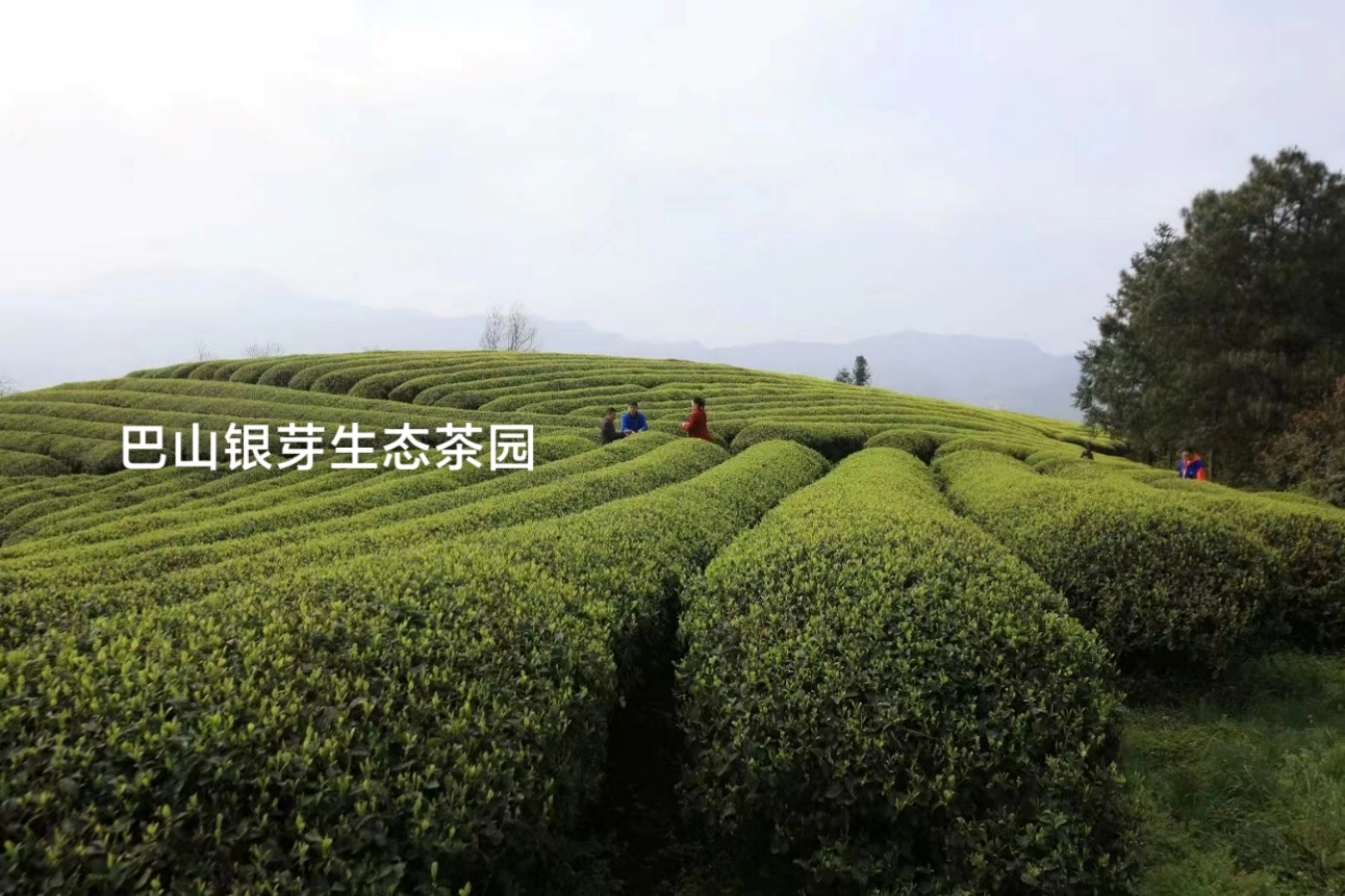 重庆品茗茶业公司-巴山银芽生态茶园 巴南区农业农村委供图