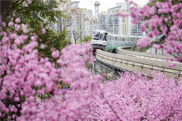 佛圖關(guān)美人梅剩開，“開往春天的列車”吸引市民打卡。渝中區(qū)生態(tài)環(huán)境局供圖 第1眼TV-華龍網(wǎng)發(fā)