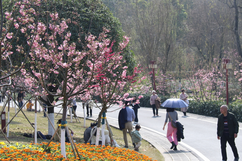 The delicate pink cherry blossoms in the Huicui Garden are gradually blooming