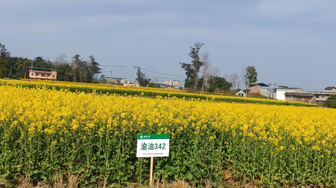 含油量42.93%、平均亩产量超170公斤 西南大学成功选育180天早熟油菜品种