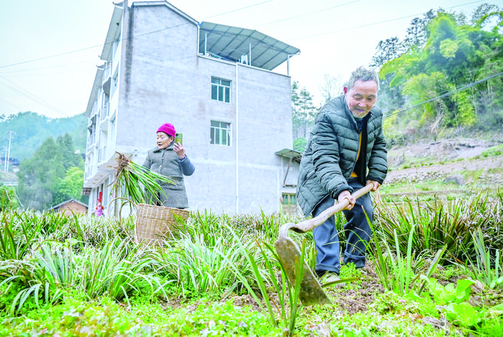 陈武川、李五秀在地里忙活。记者 付作侨 摄