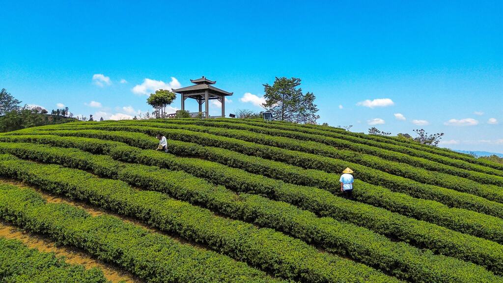 采春茶 (1)