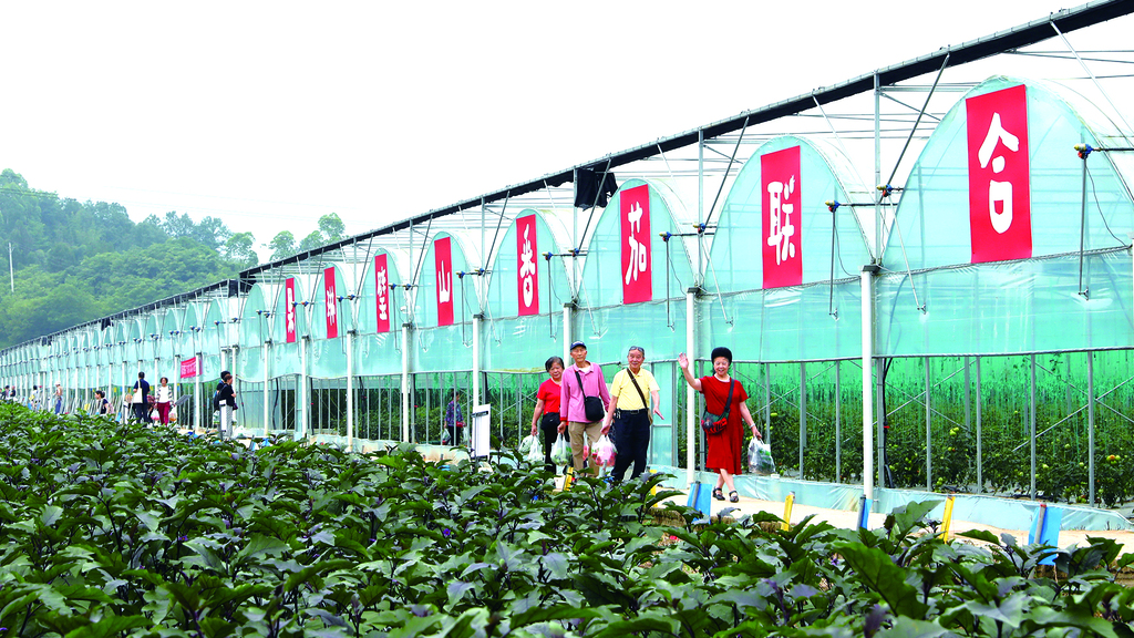4璧山番茄小镇变身主城“菜篮子”  市