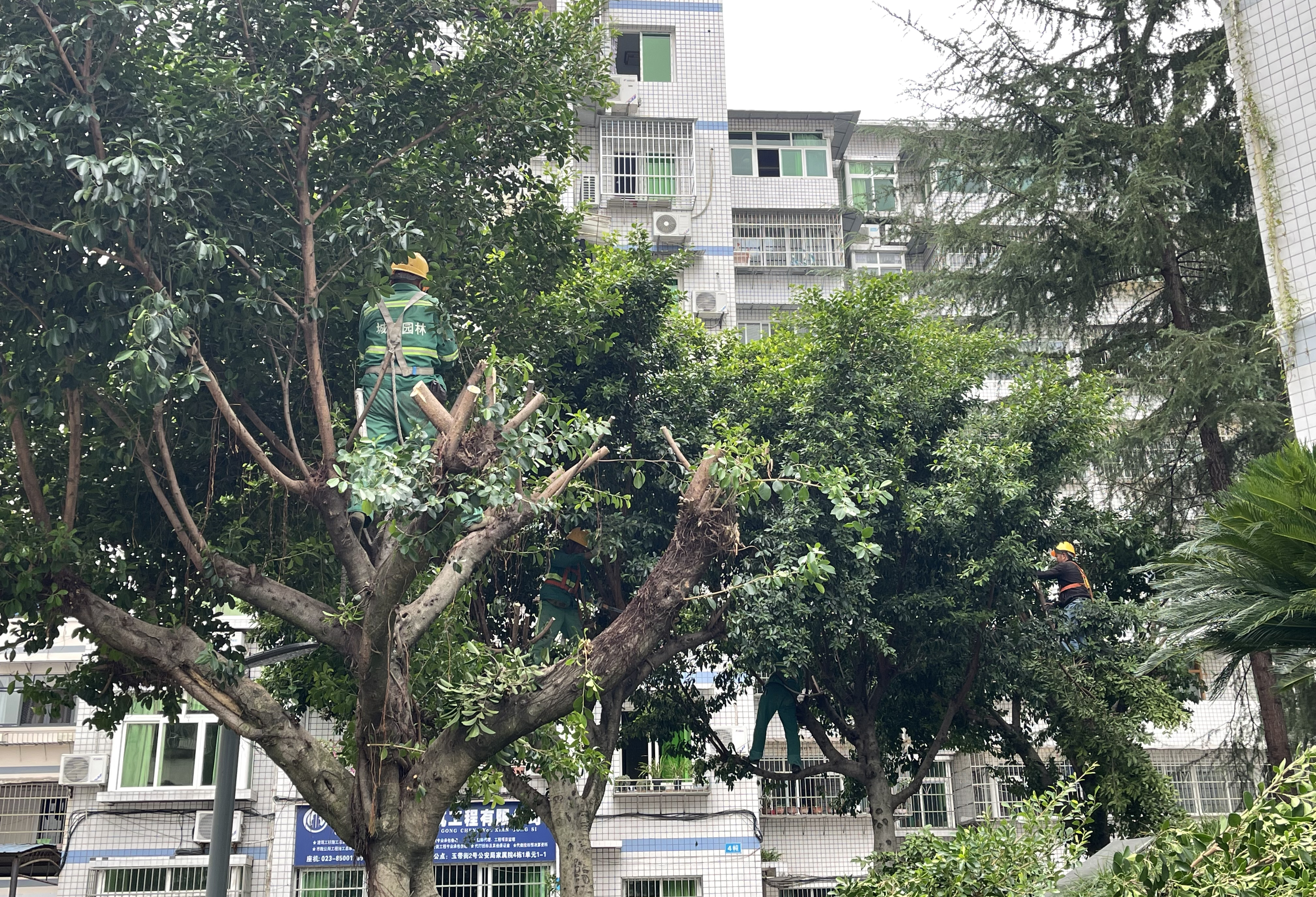 园林工人为县城行道树“梳妆打扮”