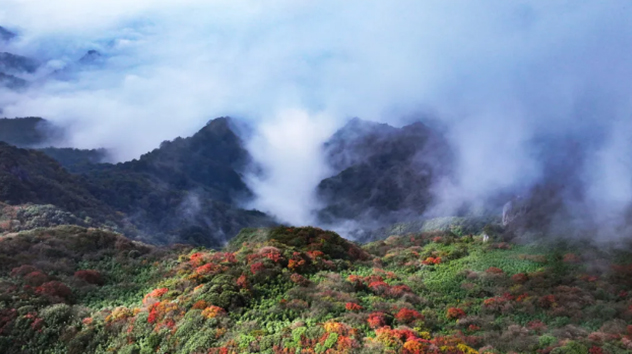 金佛山