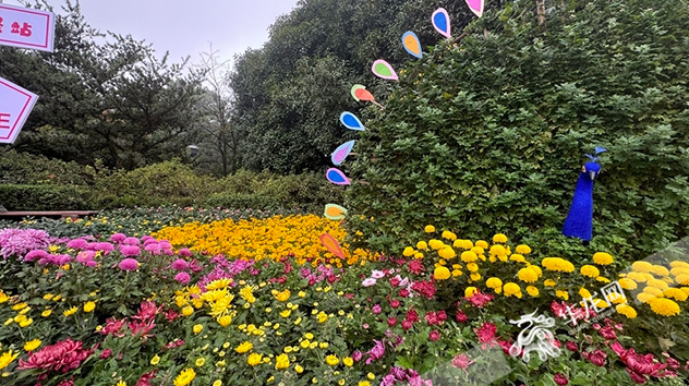 赏菊