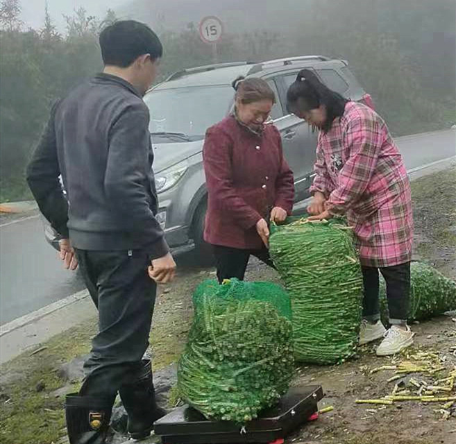 专业合作社人员在收购竹笋 (1)