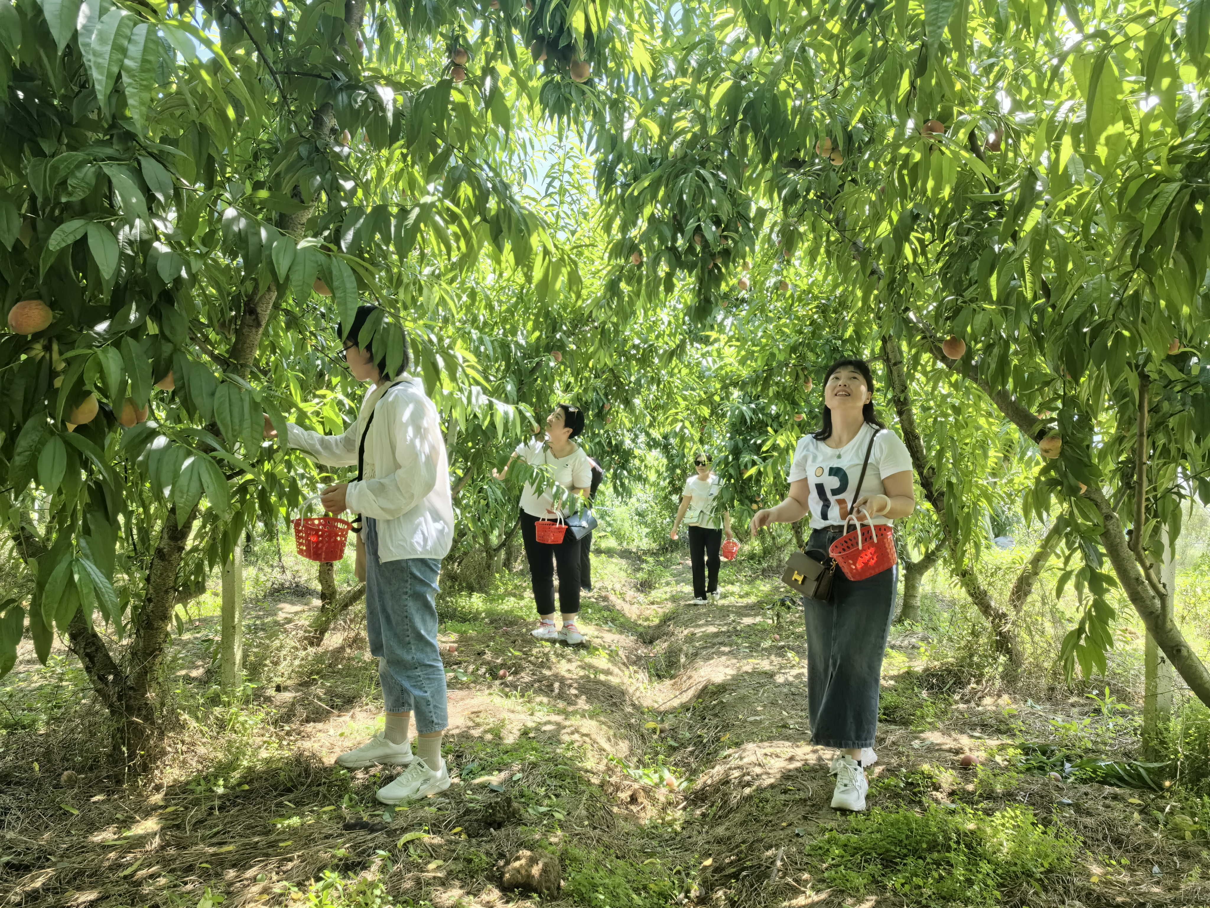 2024.05.22（张梦寒）在果园内游(4279922)-20240522152249