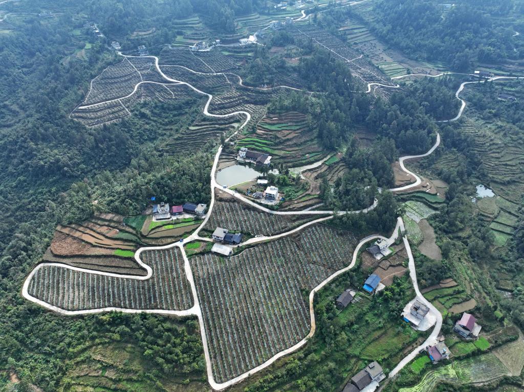 在双龙乡马岭村，一条条产业路环绕在柑橘种植基地，构成了一幅幅壮美的乡村画卷。