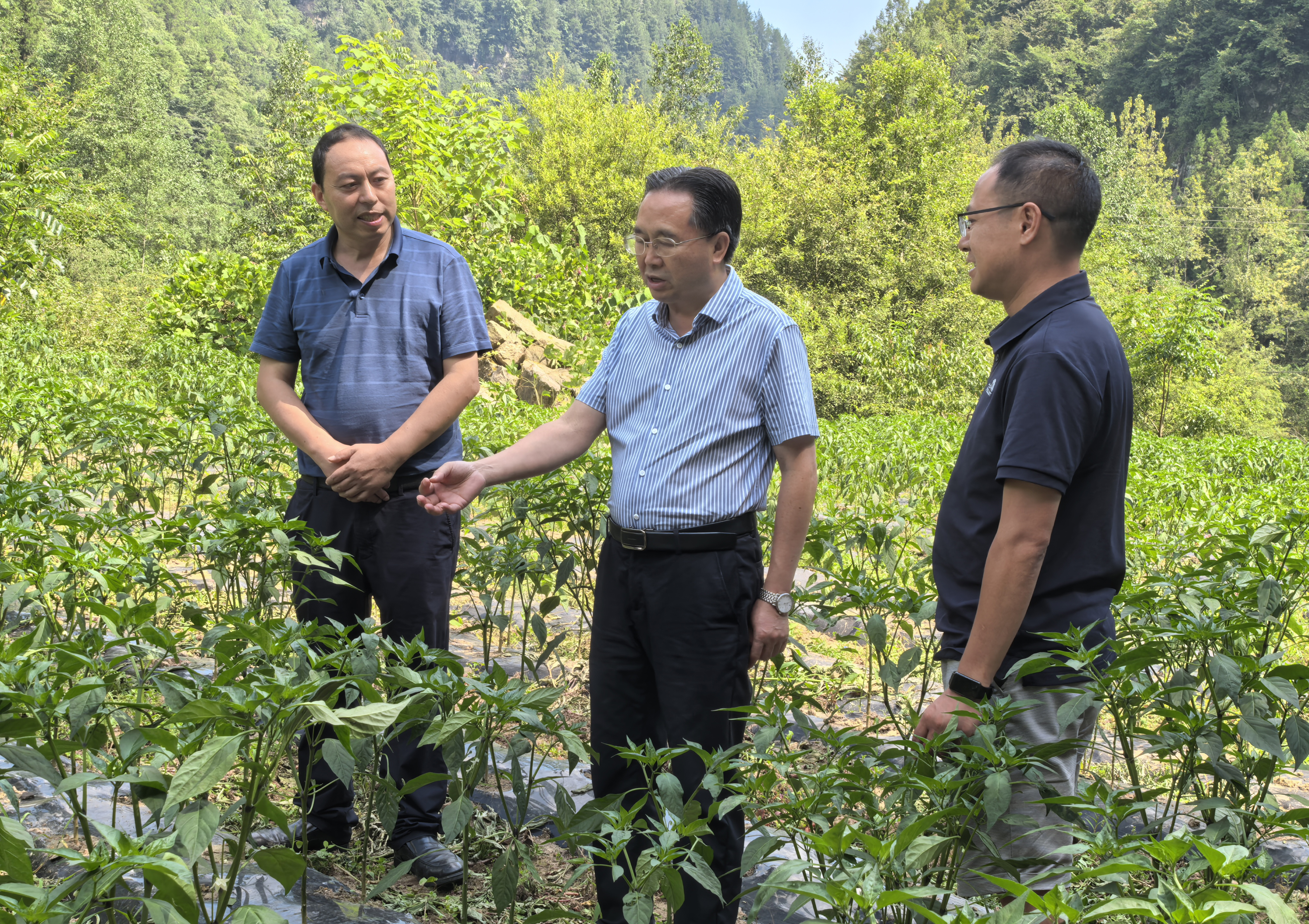 向东到乡镇调研乡村振兴产业发展