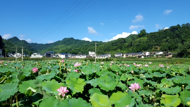 李高