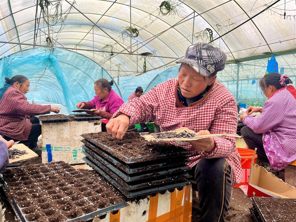 村民将丝瓜种子放进育苗穴盘。 记者 李崎君 摄