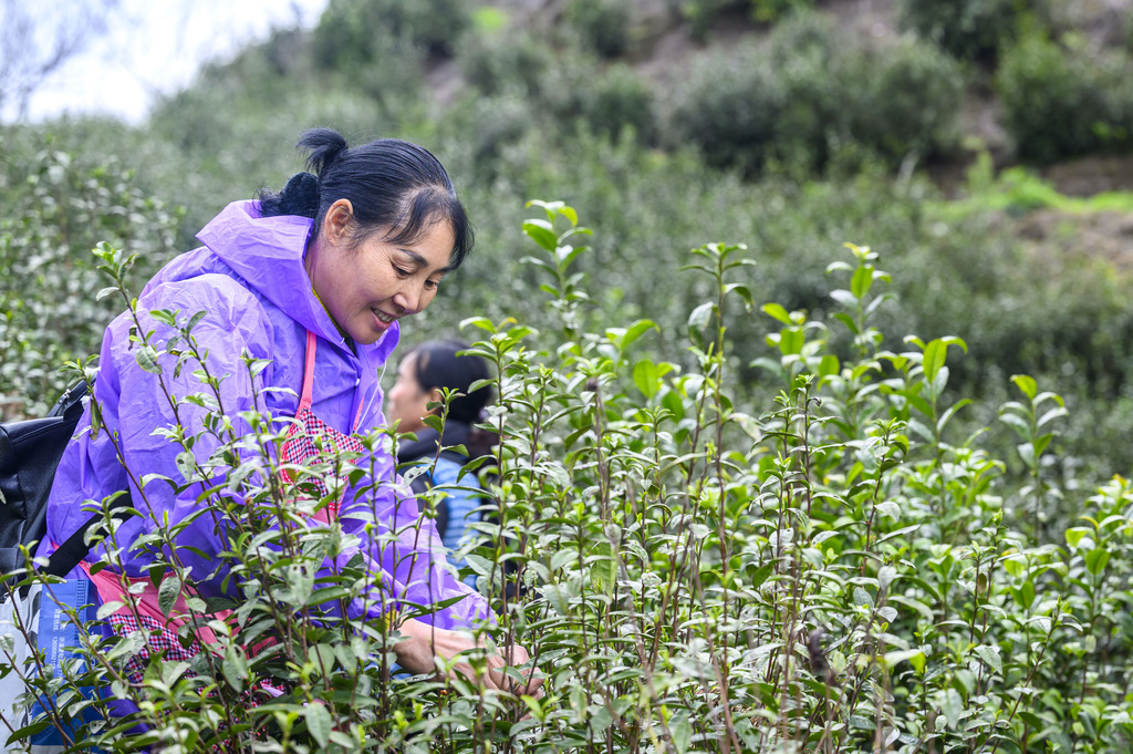 茶农在忙着采收春茶