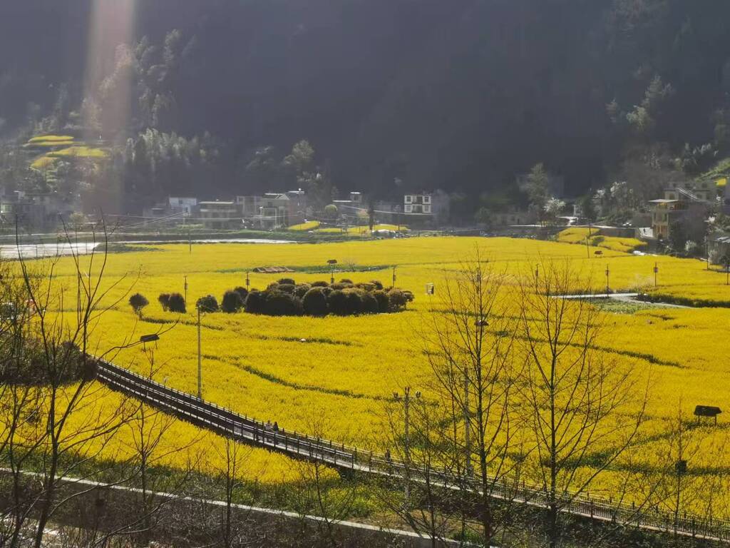 守护金色宝藏 黔江这样平衡生态与生产(分(1205114)-20250411093335