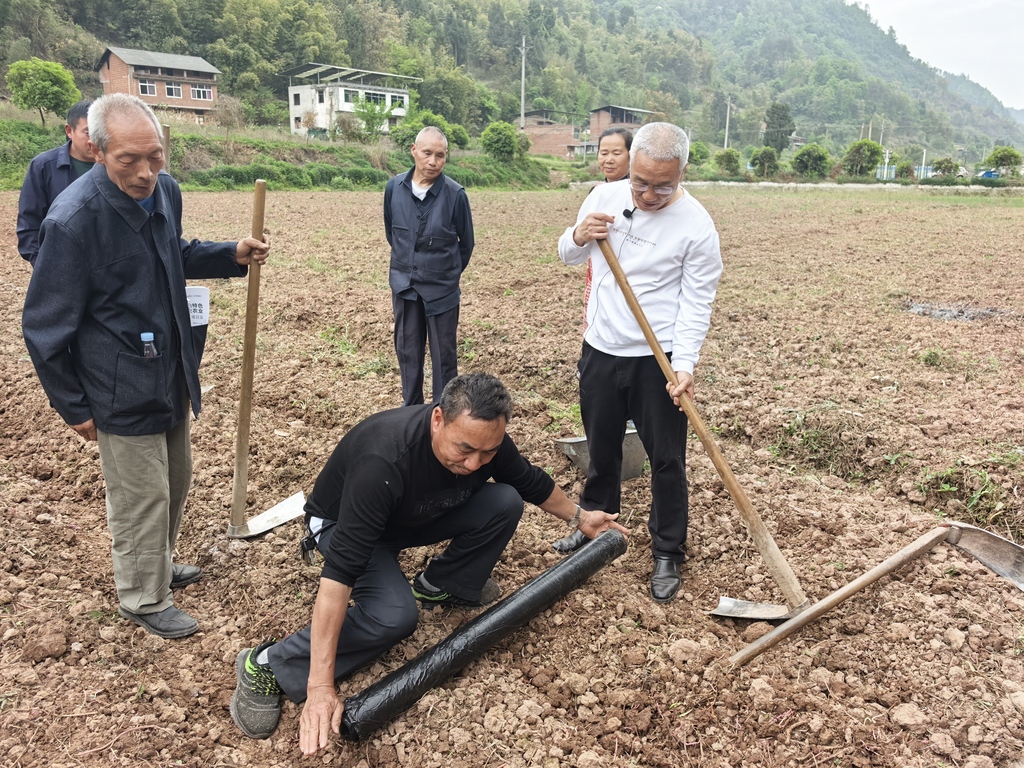 区农业农村委开展辣椒种植技术培训(分离图(169820)-20250421133808