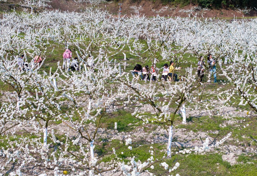 4、2025年3月27日，重庆市南川区金山镇小河坝社区李子花盛开，金山湖小学校的孩子们在走教美术教师的带领下，走进李子花田间，开启了一场春日户外写生课。