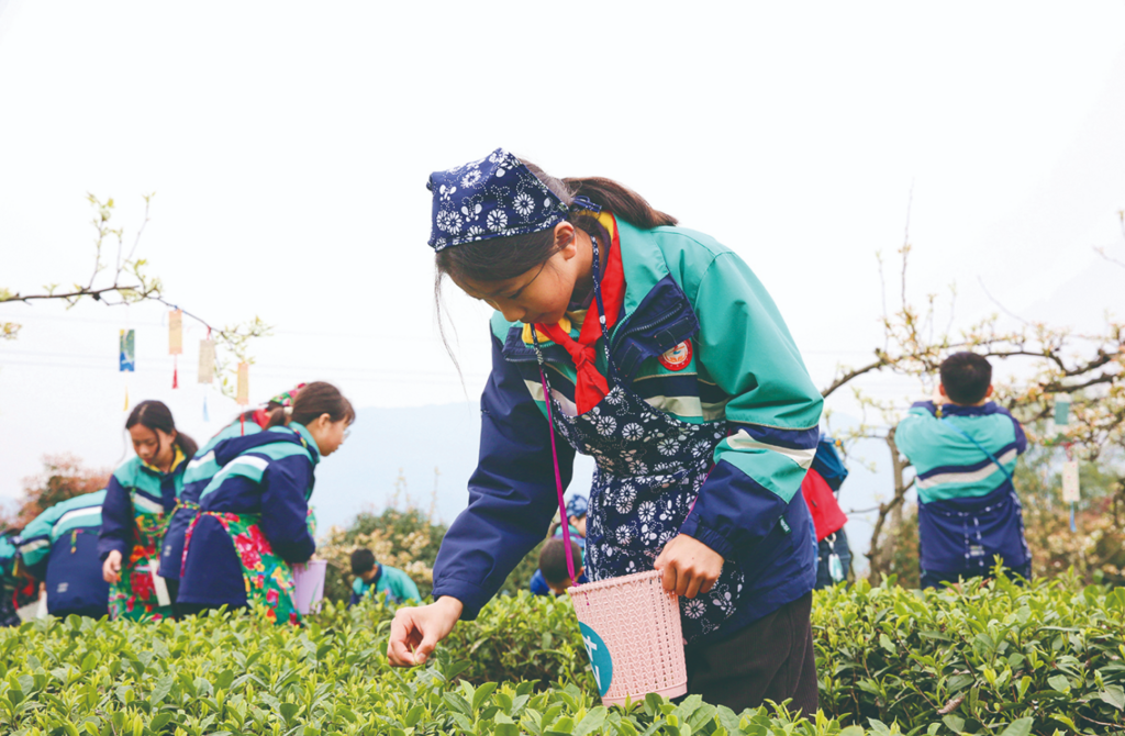 小茶农