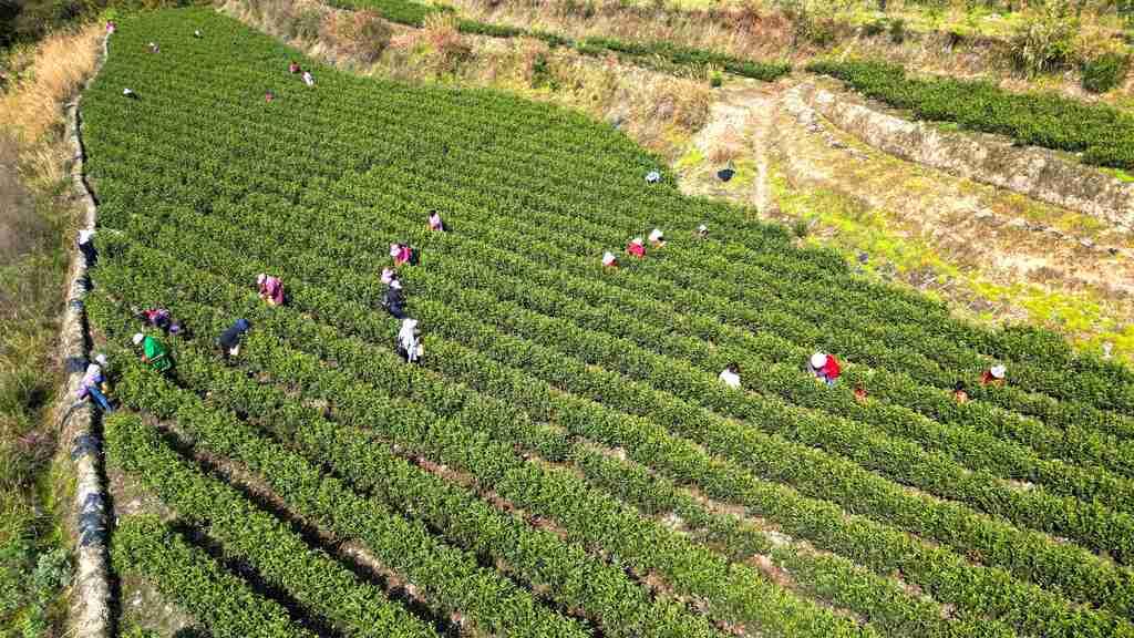 黔江2万余亩春茶大面积开采(分离图)茶农(1201651)-20250409093548