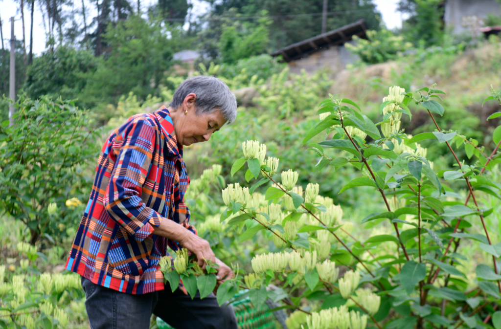 山银花