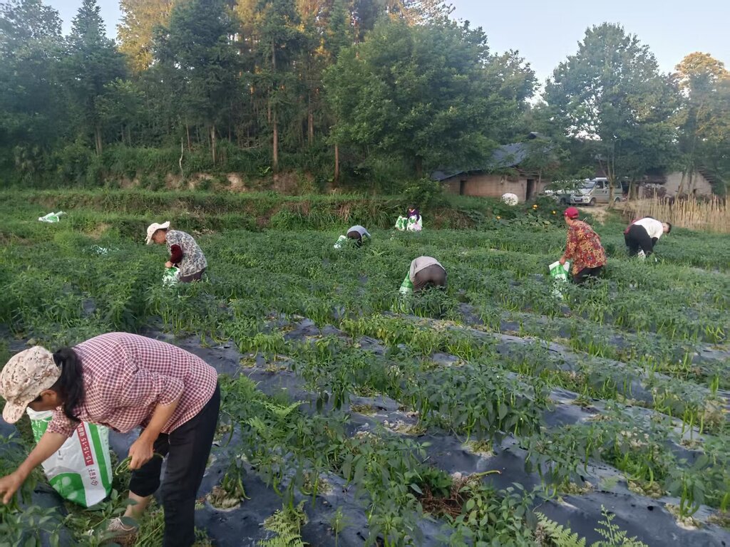 田间一派繁忙景象  朱建华供图(4507380)-20250711103010