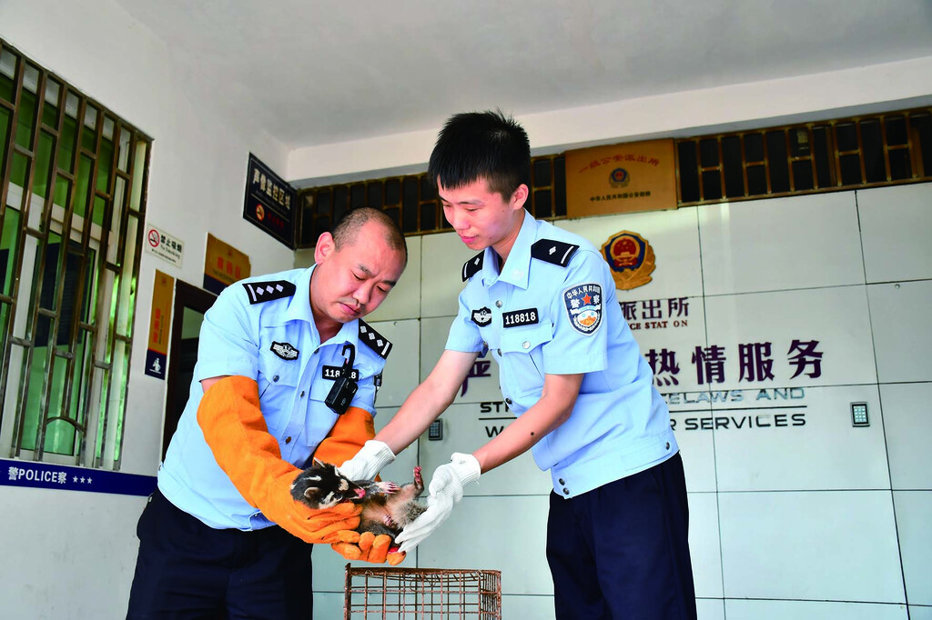 天气炎热鼬獾“迷路” 民警救助放归自然((853462)-20240829095441